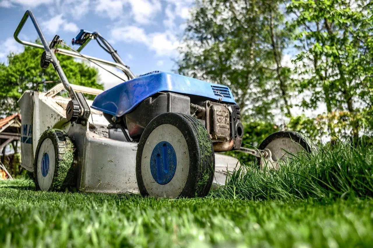Jak zadbać o trawnik i utrzymać go w dobrej kondycji cały rok?