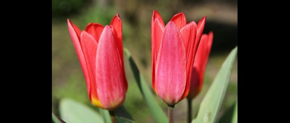 Cebule kwiatowe jesienne – co musisz wiedzieć o ich sadzeniu i późniejszej uprawie?