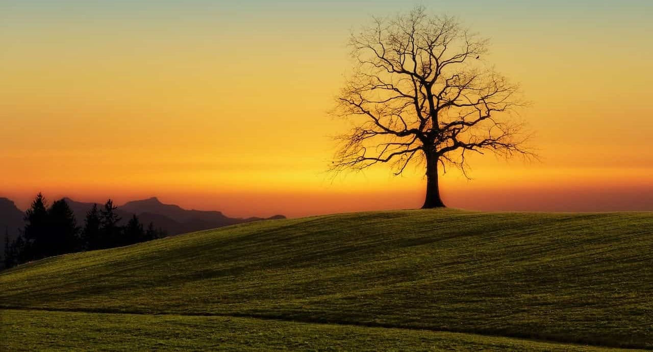 samotne drzewo o zachodzie słońca