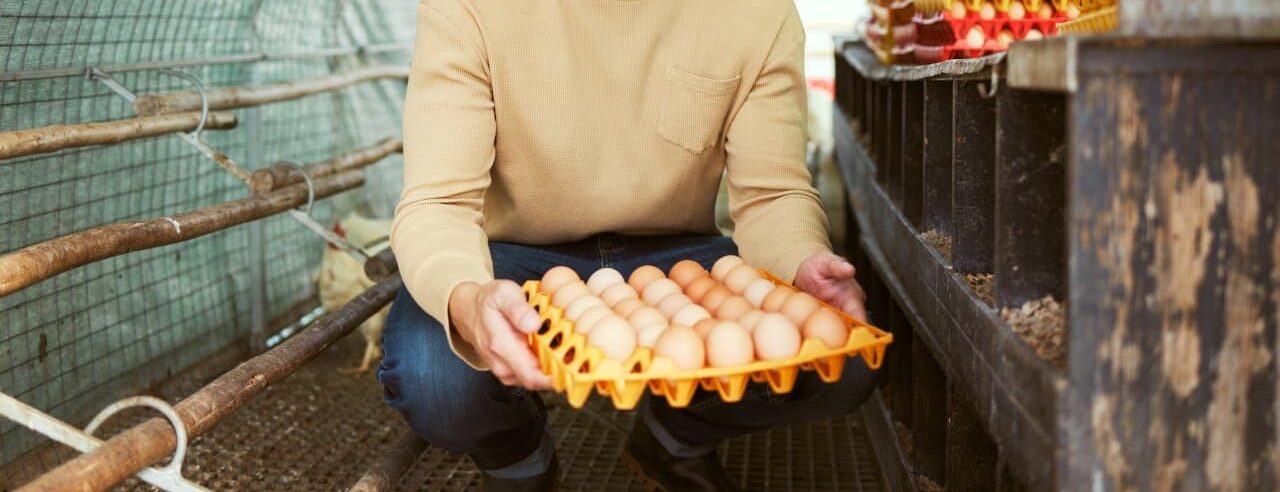 Ekologiczne jajka na wyciągnięcie ręki – co warto wiedzieć o przydomowej hodowli kur?